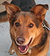  Animals - Dogs, Cats - 